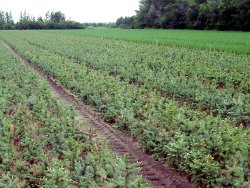 colorado spruce growing in a field