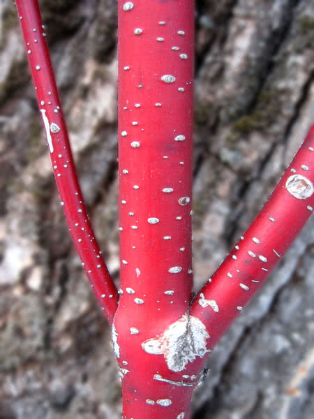Red Osier Dogwood for Sale - TreeTime.ca