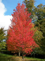 sugar maple leaf vs red maple leaf