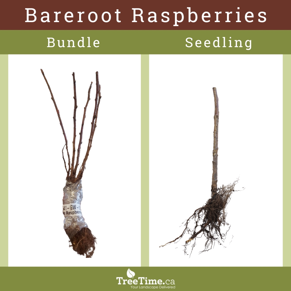 Bareroot raspberries displayed in both bundles and individual seedlings